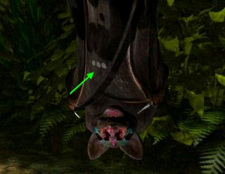 bat number